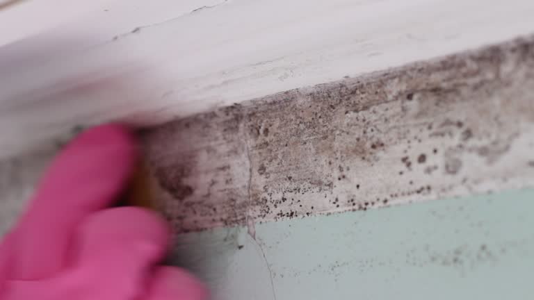 Best Mold Remediation for Vacation Homes  in USA